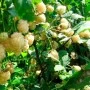 Pampel (aedmurakas) Polar Berry
